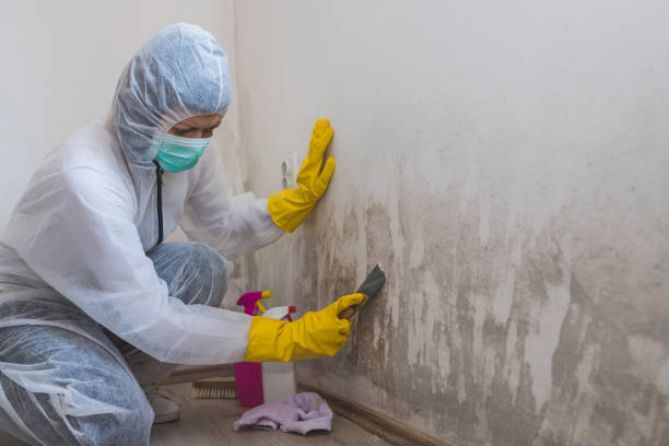 Best Mold Remediation  in Deep River Center, CT