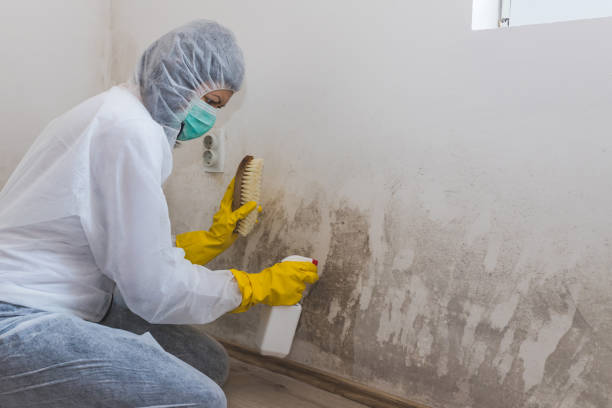 Best Mold Damage Repair  in Deep River Center, CT