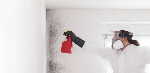 Best Black Mold Removal  in Deep River Center, CT