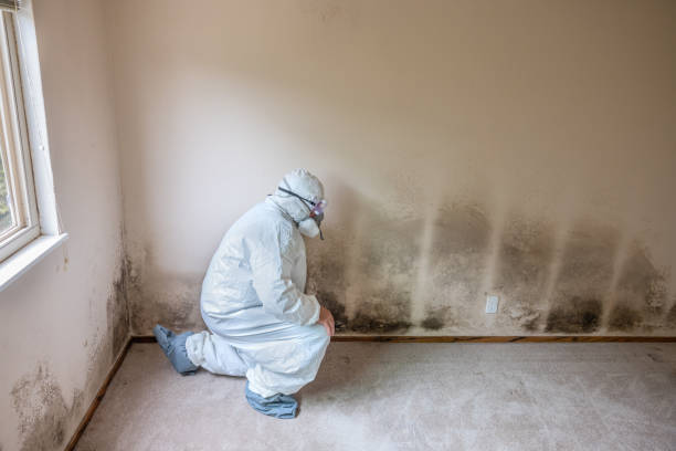 Attic Mold Removal in Deep River Center, CT