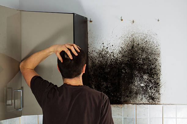 Best Home Mold Removal  in Deep River Center, CT