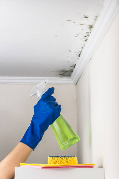 Best Certified Mold Removal  in Deep River Center, CT